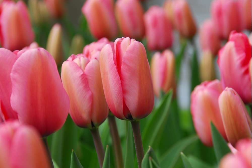 Tulipan 'Pink Impression'